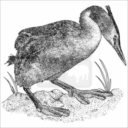 Great Crested Grebe black and white drawing