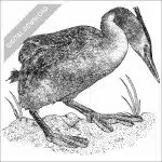 Great Crested Grebe black and white stock drawing