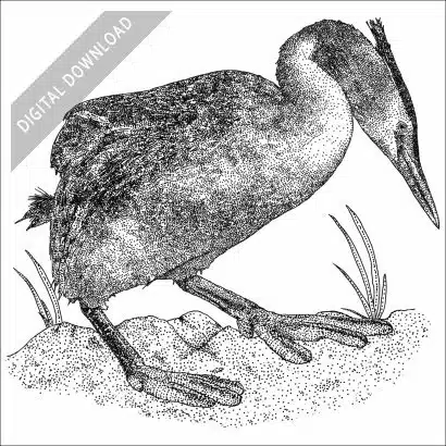 Great Crested Grebe black and white stock drawing