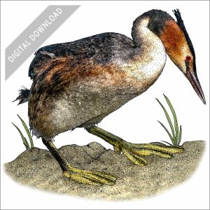 Great Crested Grebe stock art drawing