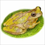 Hourglass Tree Frog drawing