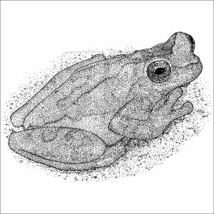 Hourglass Tree Frog black and white drawing