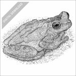 Hourglass Tree Frog black and white stock drawing
