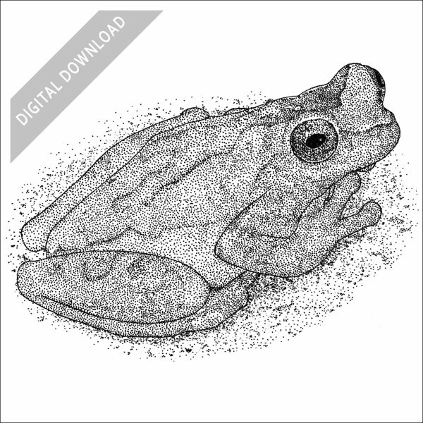 Hourglass Tree Frog black and white stock drawing