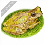Hourglass Tree Frog stock art drawing