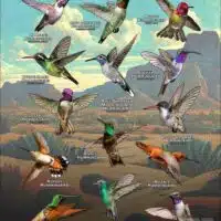 Hummingbirds of Arizona poster
