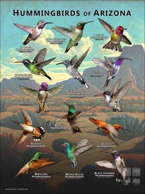 Hummingbirds of Arizona poster