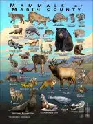 Mammals of Marin County, California poster print