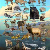 Mammals of Marin County, California poster print