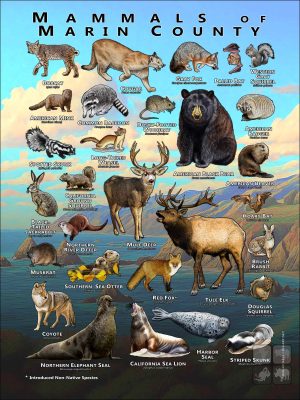 Mammals of Marin County, California poster print