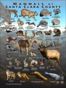 Mammals of Santa Clara County, California poster print