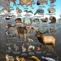 Mammals of Santa Clara County, California poster print
