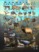 Mammals of Santa Cruz County, California poster print