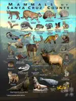 Mammals of Santa Cruz County, California poster print