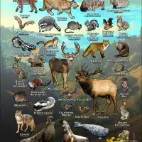 Mammals of Santa Cruz County, California poster print