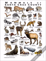 Mammals of Santa Cruz County Poster Print - Image 2