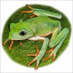 Mexican Leaf Frog drawing
