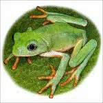 Mexican Leaf Frog drawing