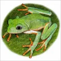 Mexican Leaf Frog drawing