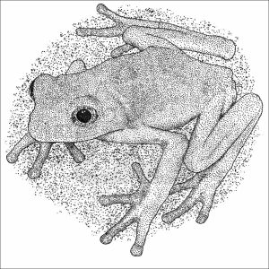 Mexican Leaf Frog black and white drawing
