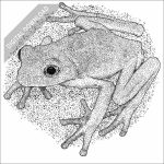 Mexican Leaf Frog black and white drawing