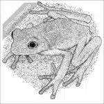 Mexican Leaf Frog black and white drawing