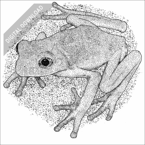 Mexican Leaf Frog black and white drawing