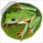 Mexican Leaf Frog stock art drawing