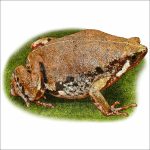 Mexican Sheep Frog drawing