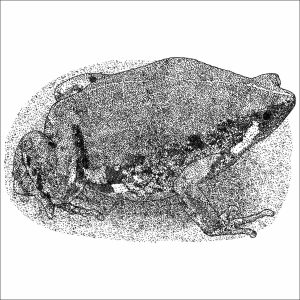 Mexican Sheep Frog black and white drawing