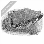 Mexican Sheep Frog black and white stock drawing