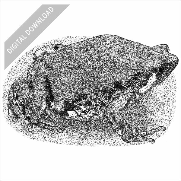 Mexican Sheep Frog black and white stock drawing