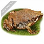 Mexican Sheep Frog stock art drawing