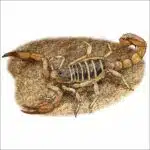 Monterey Dunes Scorpion illustration