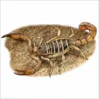 Monterey Dunes Scorpion illustration