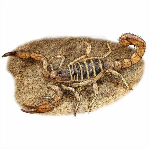 Monterey Dunes Scorpion illustration