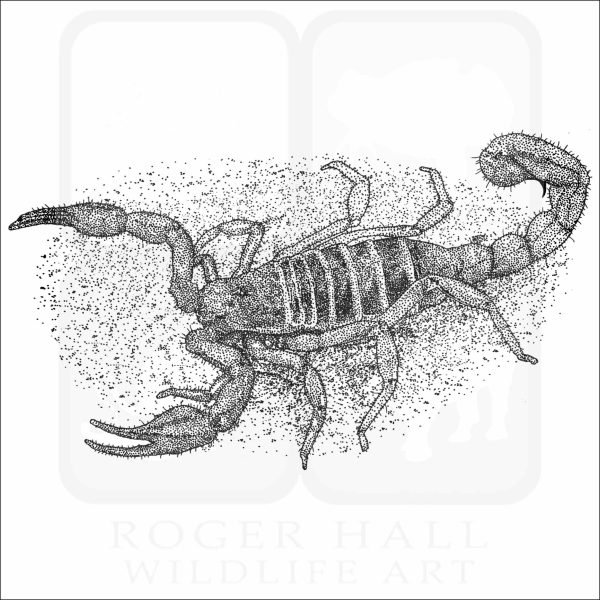 Monterey Dunes Scorpion black and white drawing