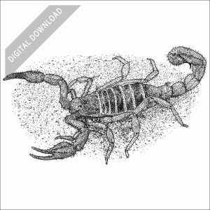 Monterey Dunes Scorpion black and white drawing