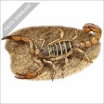 Monterey Dunes Scorpion stock art drawing