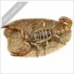 Monterey Dunes Scorpion stock art drawing