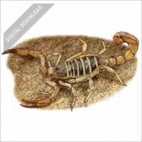 Monterey Dunes Scorpion stock art drawing
