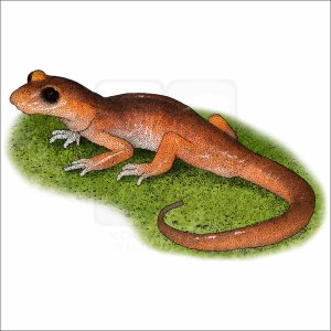 Monterey Ensatina drawing