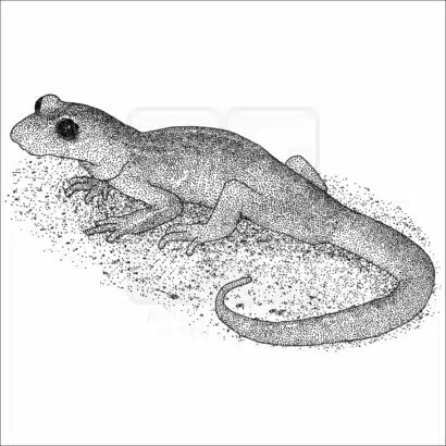 Monterey Ensatina black and white drawing