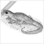 Monterey Ensatina black and white stock drawing