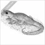 Monterey Ensatina black and white stock drawing