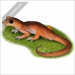 Monterey Ensatina stock art illustration