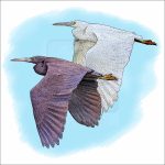Pacific Reef Herons drawing