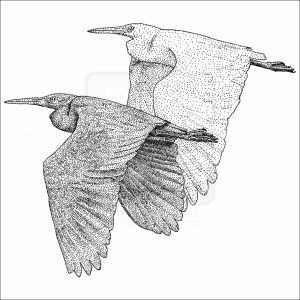 Pacific Reef Herons black and white drawing