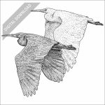 Pacific Reef Herons black and white stock drawing