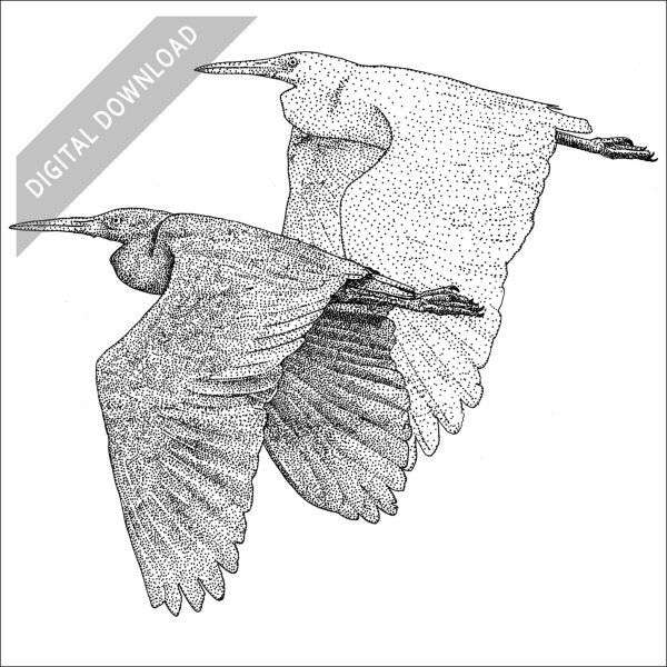 Pacific Reef Herons black and white stock drawing